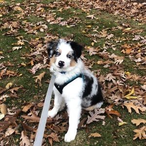 Gooby medium dog harness